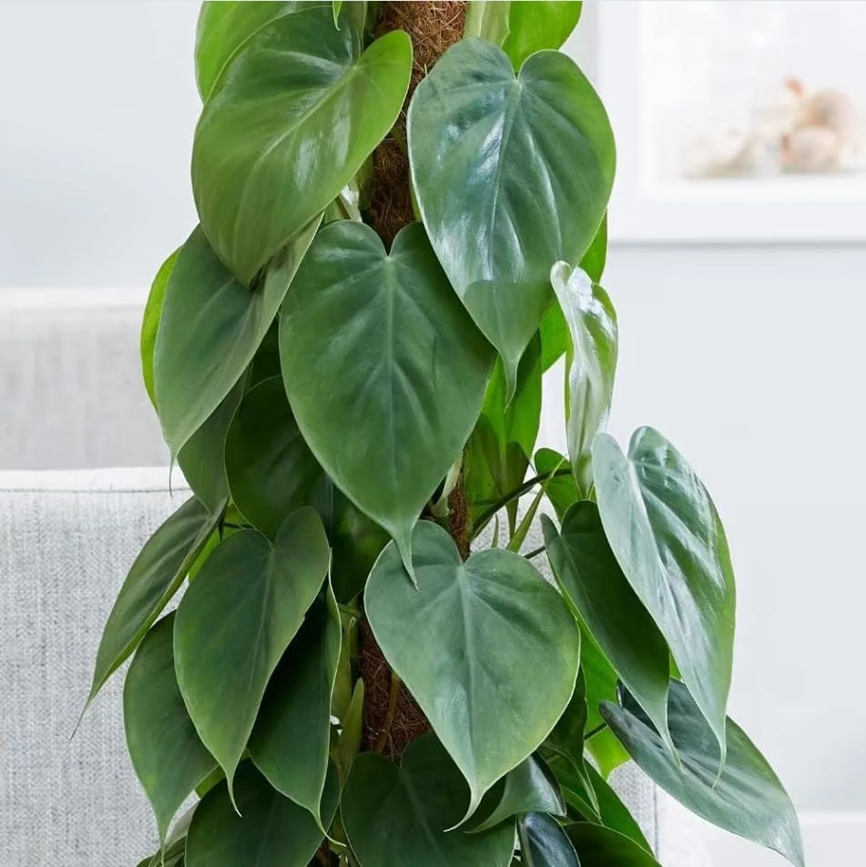 Set of 2 Heartleaf Philodendron Live Plants, 5-8 Inch Tall, 4 Inch Pot - Image 5