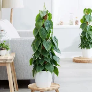 Set of 2 Heartleaf Philodendron Live Plants, 5-8 Inch Tall, 4 Inch Pot - Image 6