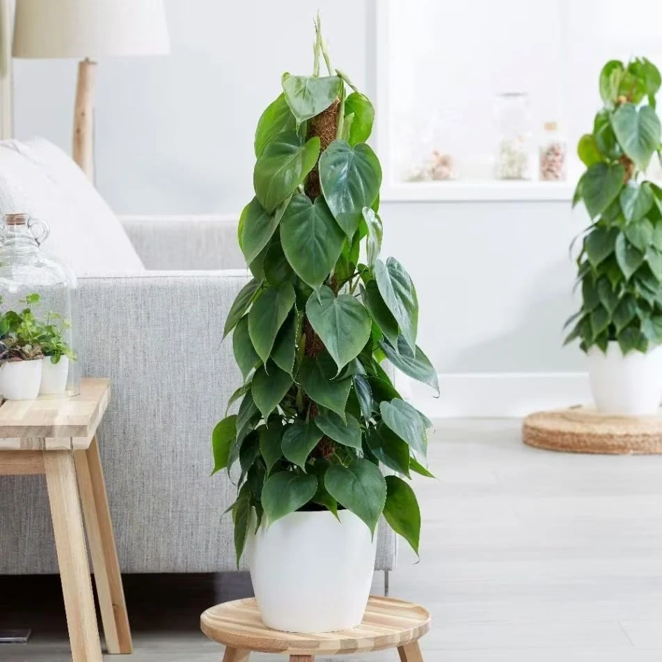 Set of 2 Heartleaf Philodendron Live Plants, 5-8 Inch Tall, 4 Inch Pot - Image 6