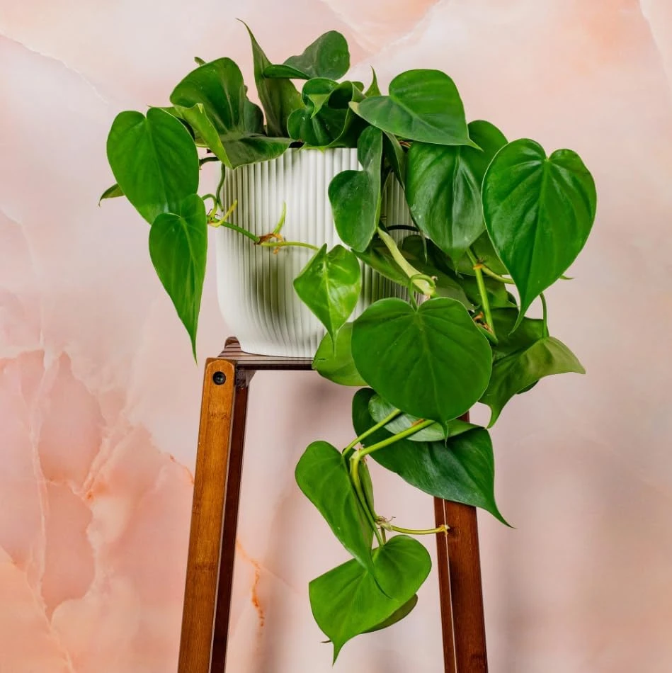 Set of 2 Heartleaf Philodendron Live Plants, 5-8 Inch Tall, 4 Inch Pot - Image 7