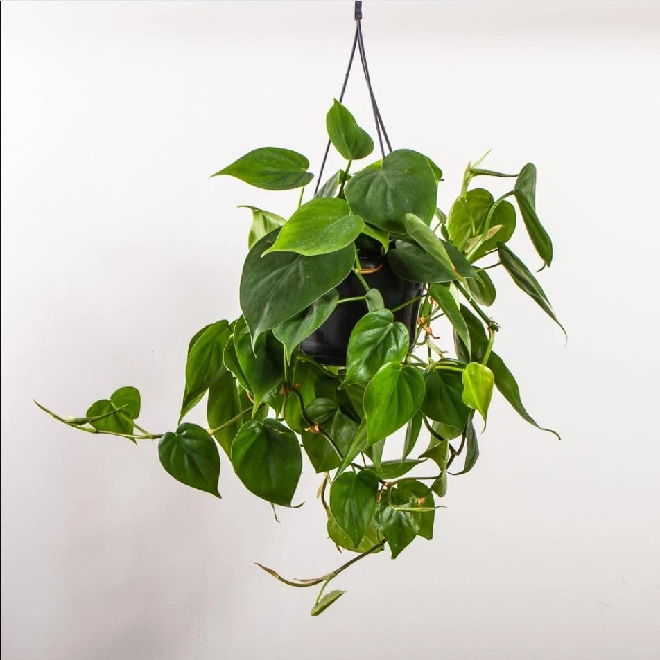 Set of 2 Heartleaf Philodendron Live Plants, 5-8 Inch Tall, 4 Inch Pot - Image 8