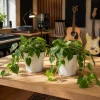 Set of 2 Heartleaf Philodendron Live Plants, 5-8 Inch Tall, 4 Inch Pot - Image 1