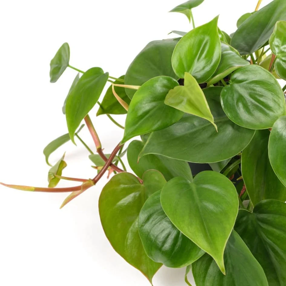 Set of 2 Heartleaf Philodendron Live Plants, 5-8" Tall in 4" Pots, Indoor Vining Houseplant - Image 4
