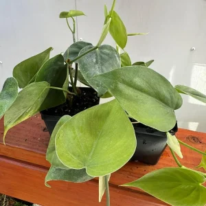 Set of 2 Heartleaf Philodendron Live Plants, 5-8" Tall in 4" Pots, Indoor Vining Houseplant - Image 5
