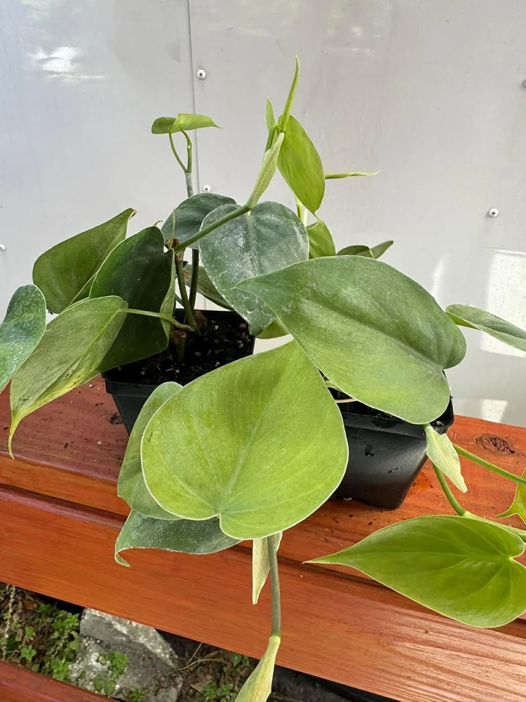 Set of 2 Heartleaf Philodendron Live Plants, 5-8" Tall in 4" Pots, Indoor Vining Houseplant - Image 5