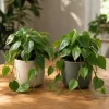Set of 2 Heartleaf Philodendron Live Plants, 5-8" Tall in 4" Pots, Indoor Vining Houseplant - Image 1