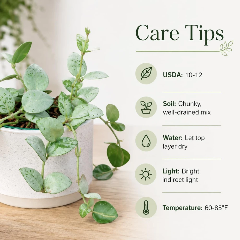 Set of 2 Hoya Krohniana Live Plants – 4-8 Inch Tall Succulents for Indoor/Outdoor - Image 4