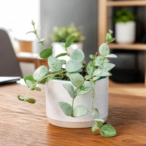 Set of 2 Hoya Krohniana Live Plants – 4-8 Inch Tall Succulents for Indoor/Outdoor - Image 6