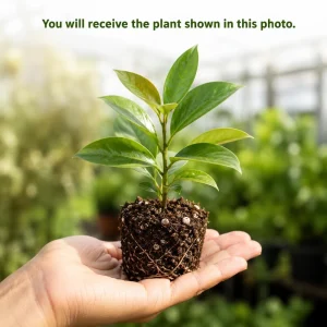 Set of 2 Hoya Sunrise Live Plants, 4-8 Inch Tall, Indoor/Outdoor Succulent - Image 2