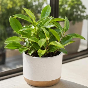 Set of 2 Hoya Sunrise Live Plants, 4-8 Inch Tall, Indoor/Outdoor Succulent - Image 4