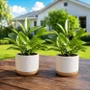 Set of 2 Hoya Sunrise Live Plants, 4-8 Inch Tall, Indoor/Outdoor Succulent - Image 1