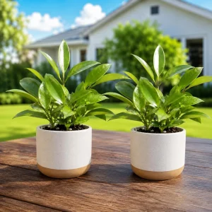 Set of 2 Hoya Sunrise Live Plants, 4-8 Inch Tall, Indoor/Outdoor Succulent - Image 1