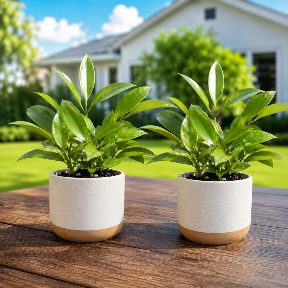 Set of 2 Hoya Sunrise Live Plants, 4-8 Inch Tall, Indoor/Outdoor Succulent - Image 1