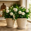 Set of 2 Jasmine Grand Duke Live Plants, 4-8 Inch Tall, Fragrant White Flowers - Image 1