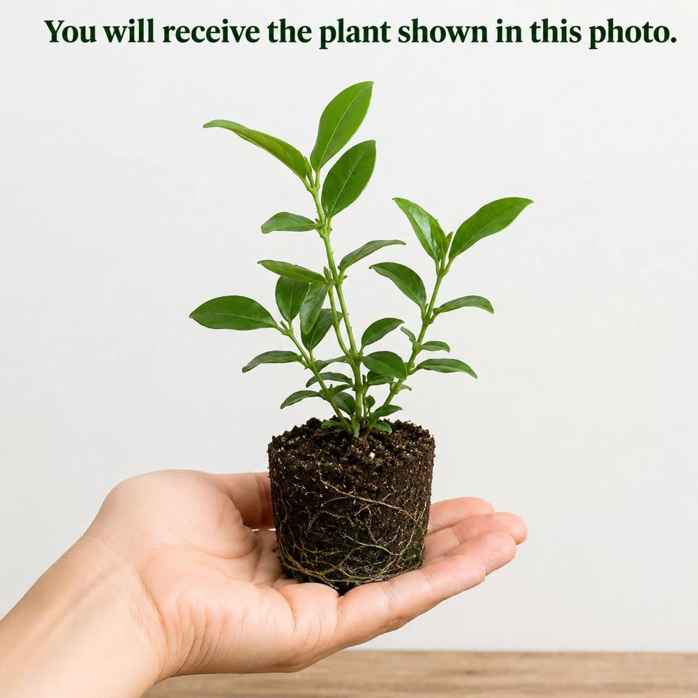 Set of 2 Jasmine Grand Duke Live Plants, 4-8 Inch Tall, Fragrant White Flowers - Image 2