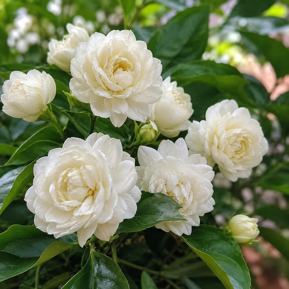 Set of 2 Jasmine Grand Duke Live Plants, 4-8 Inch Tall, Fragrant White Flowers - Image 3