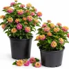 Set of 2 Lantana Live Plants Pink Yellow, 4-7 Inches Tall, Outdoor Garden Shrub - Image 1