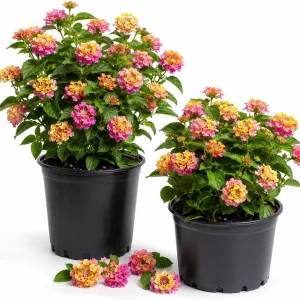 Set of 2 Lantana Live Plants Pink Yellow, 4-7 Inches Tall, Outdoor Garden Shrub - Image 1