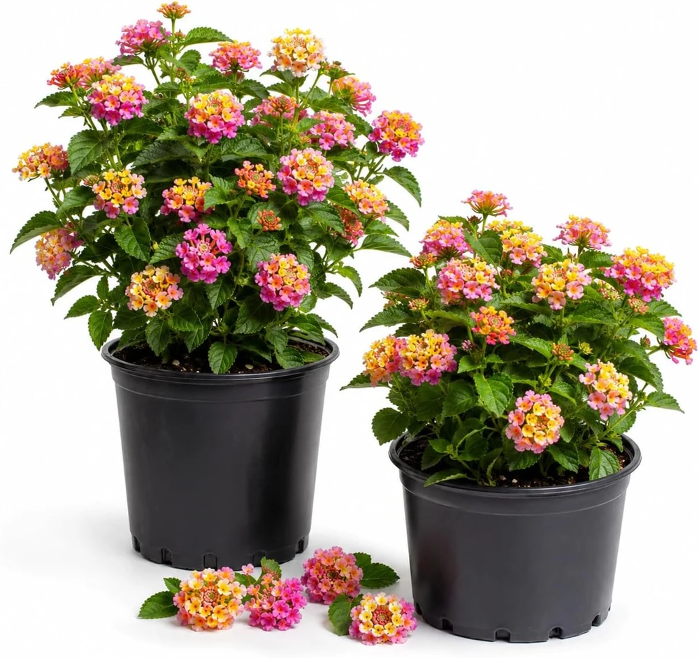 Set of 2 Lantana Live Plants Pink Yellow, 4-7 Inches Tall, Outdoor Garden Shrub - Image 1