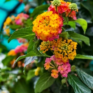 Set of 2 Lantana Live Plants Pink Yellow, 4-7 Inches Tall, Outdoor Garden Shrub - Image 3