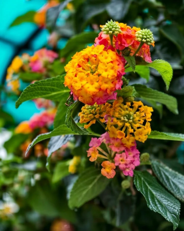 Set of 2 Lantana Live Plants Pink Yellow, 4-7 Inches Tall, Outdoor Garden Shrub - Image 3