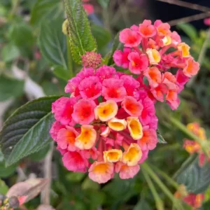 Set of 2 Lantana Live Plants Pink Yellow, 4-7 Inches Tall, Outdoor Garden Shrub - Image 6