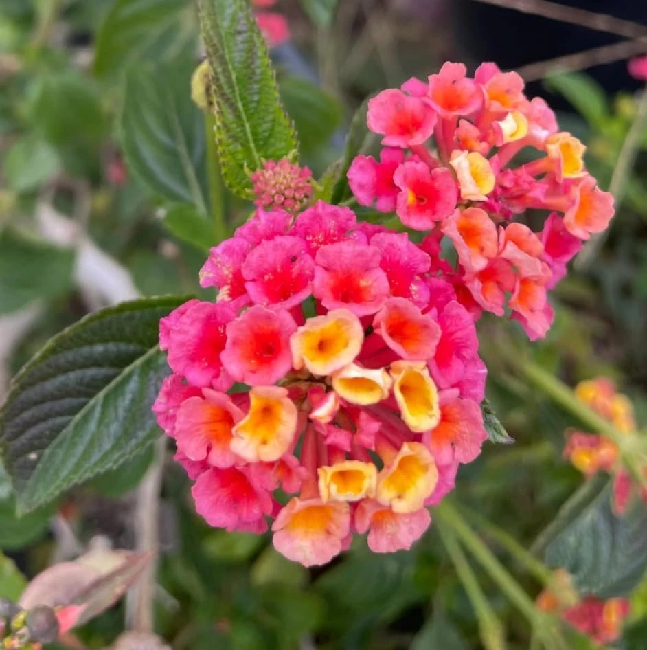Set of 2 Lantana Live Plants Pink Yellow, 4-7 Inches Tall, Outdoor Garden Shrub - Image 6