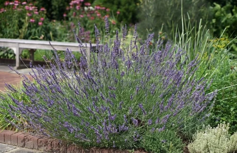 Set of 2 Lavender Live Plants, 4-6 Inches Tall, Blue Purple Fragrant Shrub for Outdoor Garden - Image 5
