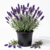 Set of 2 Lavender Live Plants, 4-6 Inches Tall, Blue Purple Fragrant Shrub for Outdoor Garden - Image 1