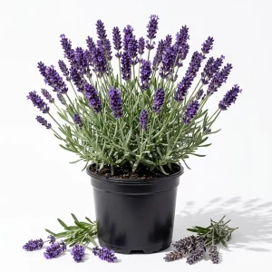 Set of 2 Lavender Live Plants, 4-6 Inches Tall, Blue Purple Fragrant Shrub for Outdoor Garden - Image 1
