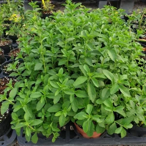 Set of 2 Live Stevia Plants 4-6 Inches Tall - Sweet Herb for Containers & Garden - Image 2