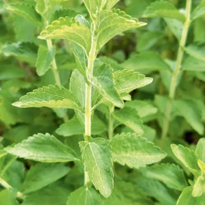 Set of 2 Live Stevia Plants 4-6 Inches Tall - Sweet Herb for Containers & Garden - Image 4