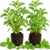 Set of 2 Live Stevia Plants 4-6 Inches Tall - Sweet Herb for Containers & Garden - Image 1