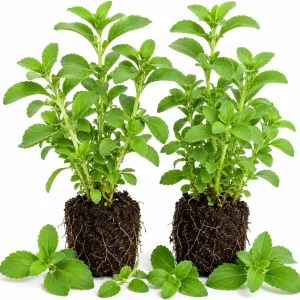 Set of 2 Live Stevia Plants 4-6 Inches Tall - Sweet Herb for Containers & Garden - Image 1