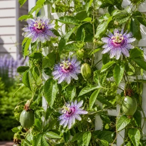 Set of 2 Maypop Passion Flower Plants Live, Passiflora Incarnata Purple Vine, 4-6 Inch Tall - Image 3