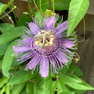 Set of 2 Maypop Passion Flower Plants Live, Passiflora Incarnata Purple Vine, 4-6 Inch Tall - Image 5