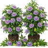Set of 2 Maypop Passion Flower Plants Live, Passiflora Incarnata Purple Vine, 4-6 Inch Tall - Image 1