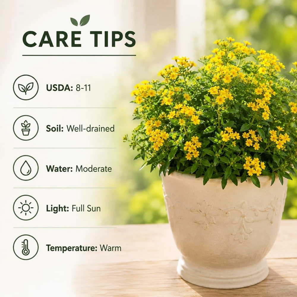 Set of 2 Mexican Tarragon Live Plants for Planting - Mint Marigold Herb, 4-8 Inch Tall - Image 3