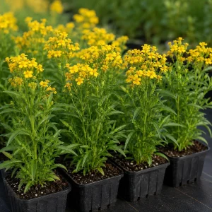 Set of 2 Mexican Tarragon Live Plants for Planting - Mint Marigold Herb, 4-8 Inch Tall - Image 7