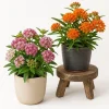 Set of 2 Milkweed Live Plants, Asclepias Tuberosa Starter Plants 4-7 Inch Tall, Perennial for Butterflies - Image 1
