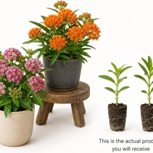 Set of 2 Milkweed Live Plants, Asclepias Tuberosa Starter Plants 4-7 Inch Tall, Perennial for Butterflies - Image 3