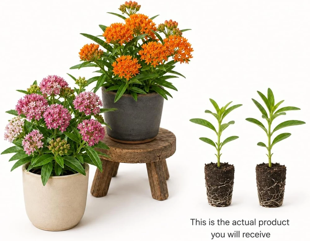 Set of 2 Milkweed Live Plants, Asclepias Tuberosa Starter Plants 4-7 Inch Tall, Perennial for Butterflies - Image 3