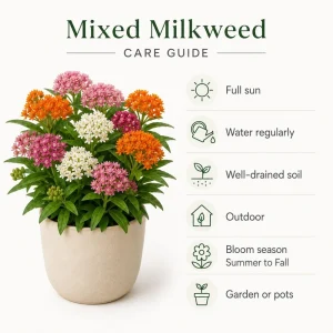 Set of 2 Milkweed Live Plants, Asclepias Tuberosa Starter Plants 4-7 Inch Tall, Perennial for Butterflies - Image 5
