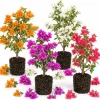 Set of 2 Mixed Bougainvillea Live Plants, 4-7 Inches Tall, Colorful Vines - Image 1