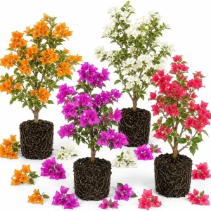 Set of 2 Mixed Bougainvillea Live Plants, 4-7 Inches Tall, Colorful Vines - Image 1