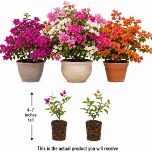 Set of 2 Mixed Bougainvillea Live Plants, 4-7 Inches Tall, Colorful Vines - Image 3