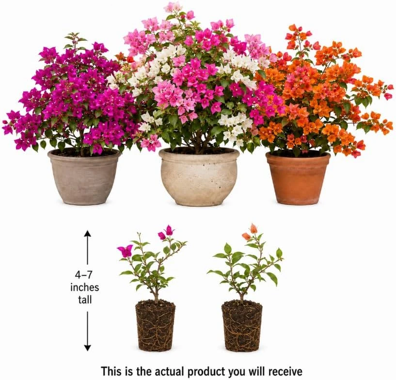 Set of 2 Mixed Bougainvillea Live Plants, 4-7 Inches Tall, Colorful Vines - Image 3