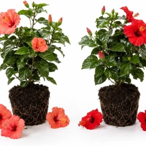Set of 2 Mixed Hardy Hibiscus Live Plants, 4-7 Inches Tall, Perennial Flowering Shrubs for Outdoor Gardens - Image 1