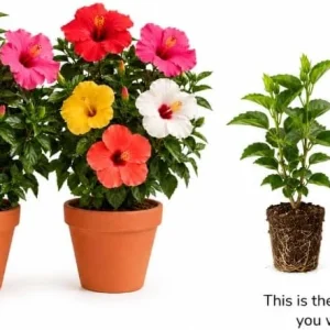 Set of 2 Mixed Hardy Hibiscus Live Plants, 4-7 Inches Tall, Perennial Flowering Shrubs for Outdoor Gardens - Image 4