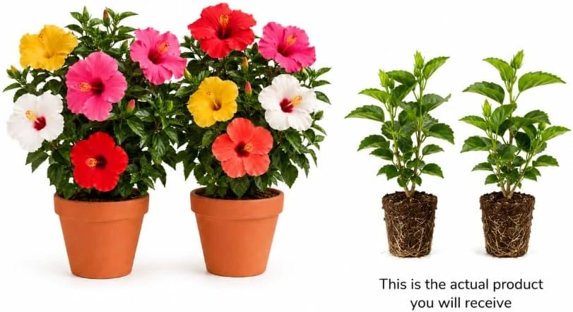 Set of 2 Mixed Hardy Hibiscus Live Plants, 4-7 Inches Tall, Perennial Flowering Shrubs for Outdoor Gardens - Image 4